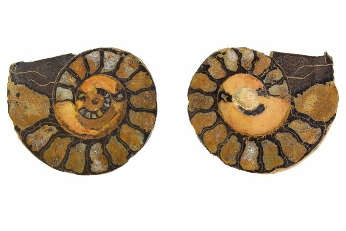 Sliced, Iron Replaced Fossil Ammonite - Morocco #138038